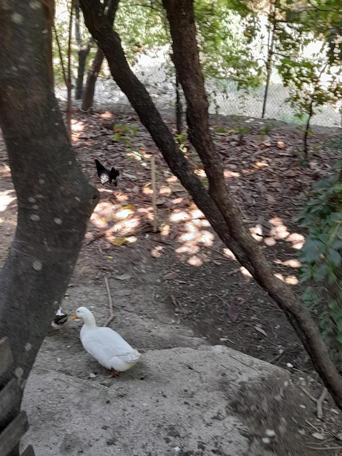 Camping Late Gjirokastër Esterno foto